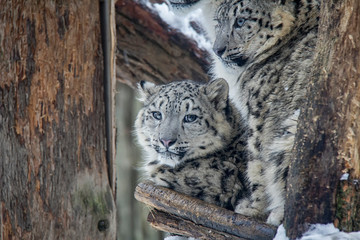 Portrait of snow leopard cubs. Panthera uncia.