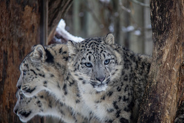 Snow leopard cubs. Panthera uncia.
