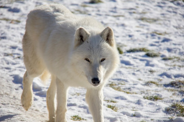 Arctic wolf in winter. Canis lupus arctos.