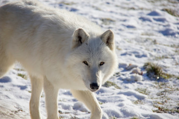 Obraz premium Polar wolf on the snow. Canis lupus arctos.