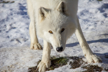 Obraz premium Portrait of arctic wolf on the snow. Canis lupus arctos.