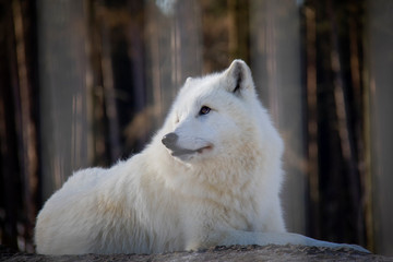 Obraz premium Curious polar wolf. Canis lupus arctos.