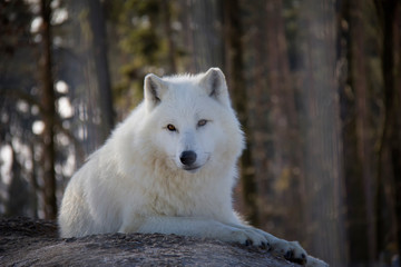 Obraz premium Polar wolf. Canis lupus arctos.