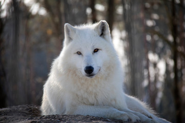 Arctic wolf. Canis lupus arctos.