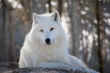 Obraz premium Portrait of arctic wolf. Canis lupus arctos.
