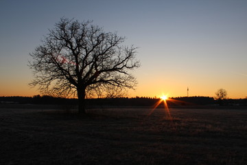 Sonnenaufgang auf dem Feld