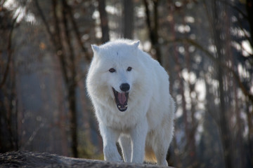 Yawning polar wolf. Canis lupus arctos.