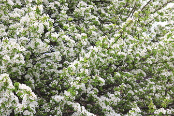 Beautiful white apple blossoms and green apple tree leaves in apple garden in good sunny weather in spring