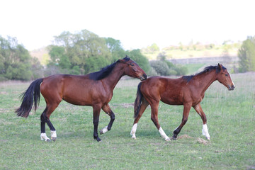 Young horses runs free together in the green at springtime
