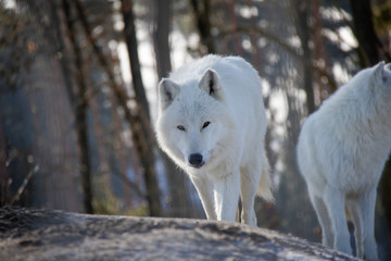 Obraz premium White wolf. Canis lupus arctos.