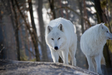 Head of the pack of wolves. Canis lupus arctos.
