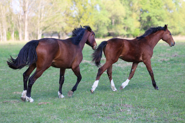 Purebred young stallions playing on green natural background springtime
