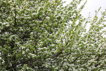 Fototapeta premium Beautiful white apple blossoms and green apple tree leaves in apple garden in good sunny weather in spring