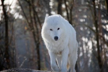 Running polar wolf. Canis lupus arctos.