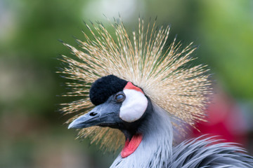 Südafrika-Kronenkranich im Portrait zeigt stolz seine prachtvolle Federkrone