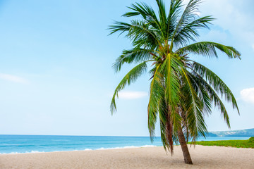 Obraz premium Landscape of coconut palm tree, Beautiful blue sea tropical beach. Summer background concept.