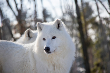 Portrait of polar wolf. Canis lupus arctos.
