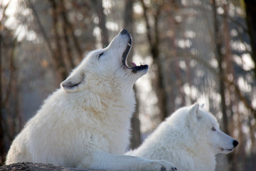 Howling arctic wolf. Canis lupus arctos.