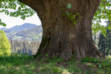 400 JAHRE ALTE LINDE  . NATURDENKMAL