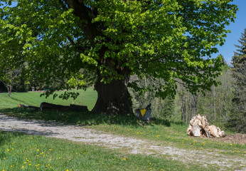 400 JAHRE ALTE LINDE  . NATURDENKMAL