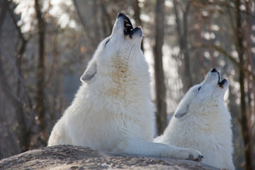 Obraz na płótnie Canvas Howling arctic wolves. Canis lupus arctos.