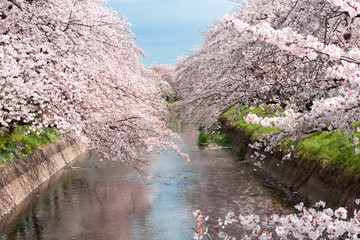 五条川を挟んで両岸に咲くソメイヨシノの桜と青空