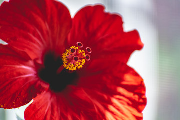 Bright red hibiscus flower, scarlet Chinese rose petals grow in the house. Delicate and thin leaves in the middle of the stamen or pistil with yellow pollen. Colorful card background