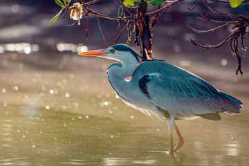 Heron, Ardea cinerea photographed in natural surroundings 