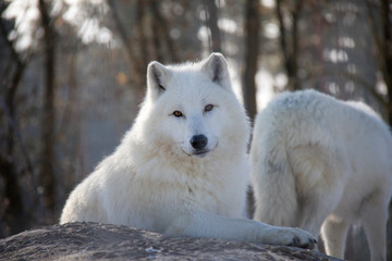 Obraz na płótnie Canvas Portrait of Arctic Wolf. Canis lupus arctos.