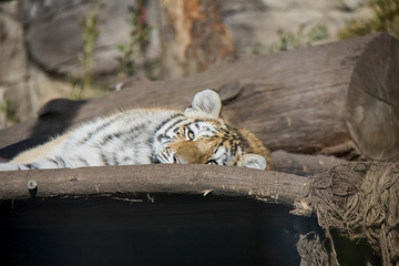 Lying sumatran tiger cub.