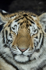 Sleeping sumatran tiger cub.