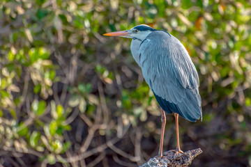 Heron, Ardea cinerea photographed in natural surroundings 