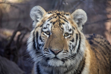 Portrait of sumatran tiger cub.