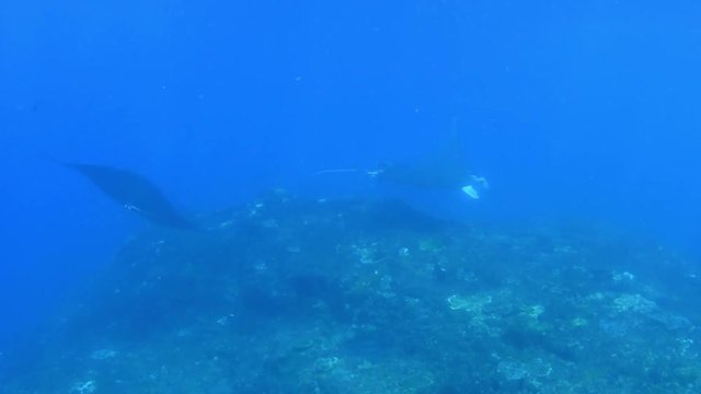 Giant school of Manta Rays in Nusa Penida island. Underwater video. Bali, Indonesia.