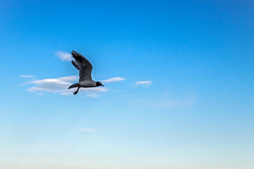 Seagull silhouette against blue sky. White bird seagull flying in the sunny sky. Wild seagull with natural blue background.
