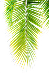 Detail of coconut trees with soft light background or vintage style.