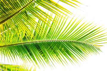 Detail of coconut trees with soft light background or vintage style.