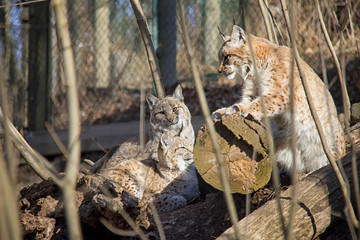 Lynx family.