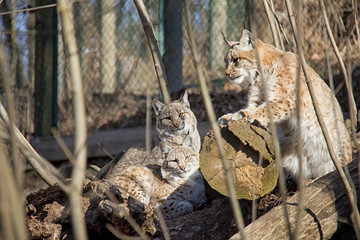 Lynx family.