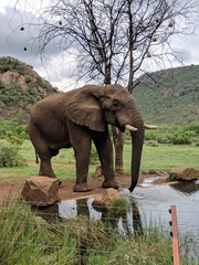 Elephant drinking at a watering hole