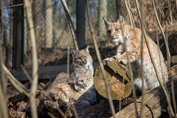 Lynx family.