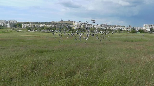 A flock of birds rises above the field against the background of the city. Slow motion