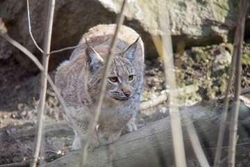 Lynx lurking in forest.