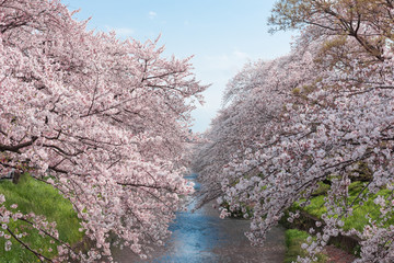 五条川を挟んで両岸に咲くソメイヨシノの桜と青空