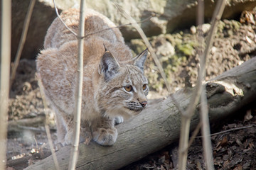 Lynx lurking in forest.
