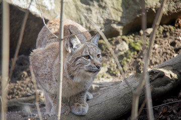 Lynx lurking in forest.