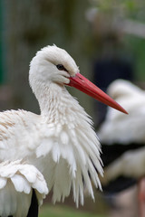 Stolzer heimischer Weißstorch pflegt sein Gefieder mit seinem langen roten Schnabel und posiert anmutig für ein Portrait