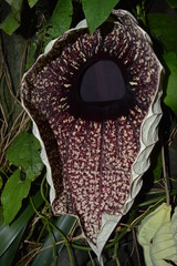 Aristolochia grandiflora - Großblumige Osterluzei
