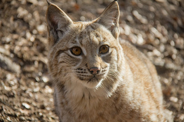 Naklejka na ściany i meble Portrait of lynx cub.