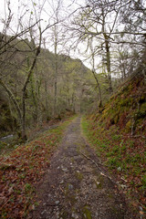 beautiful green forest on background